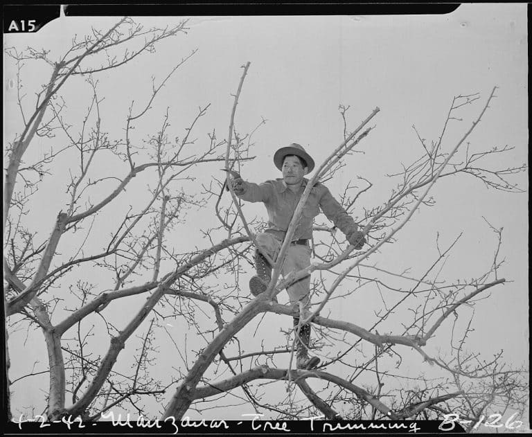 Read more about the article PRUNING 101: HOW DO I CUT THAT?