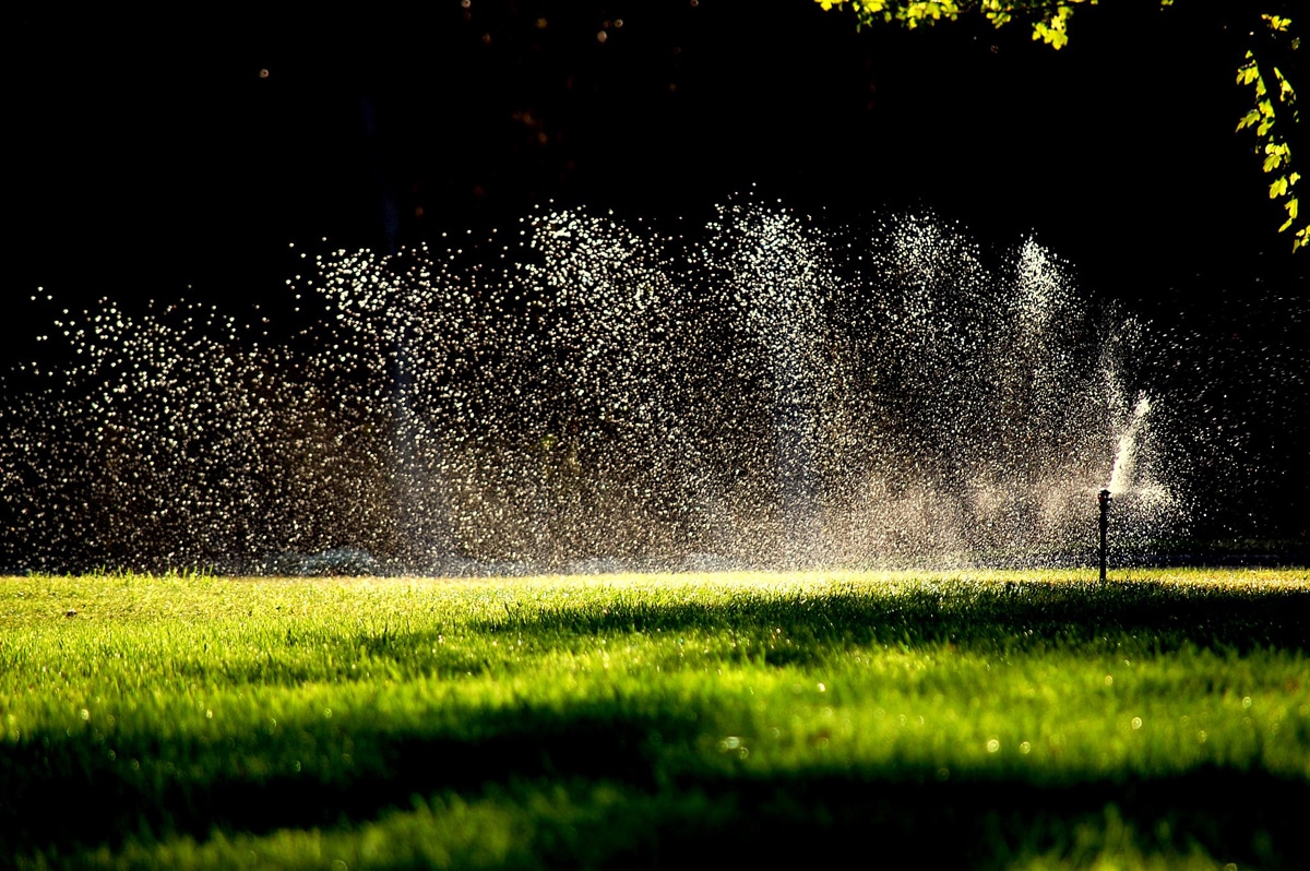 Read more about the article SUMMER WATERING