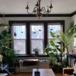 LOVING YOUR HOUSE PLANT (BUT NOT TO DEATH)