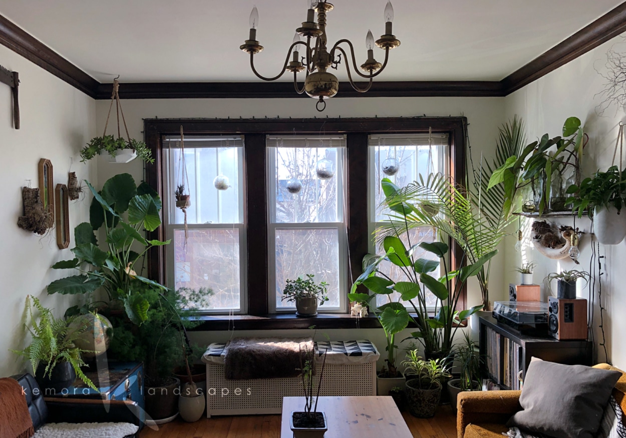 Read more about the article LOVING YOUR HOUSE PLANT (BUT NOT TO DEATH)