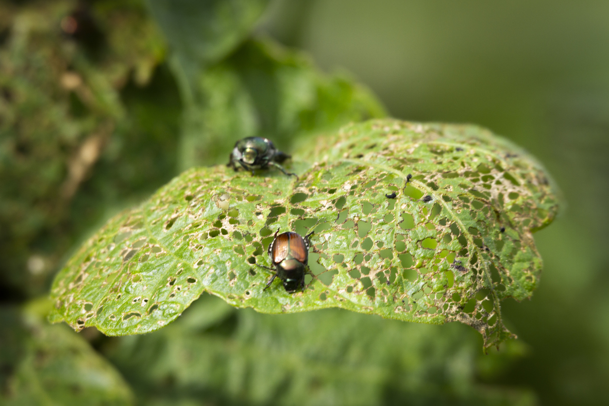 Read more about the article THE PROBLEM WITH PESTS