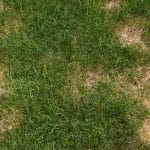 TOP 5 REASONS FOR CRINGE-WORTHY GRASS