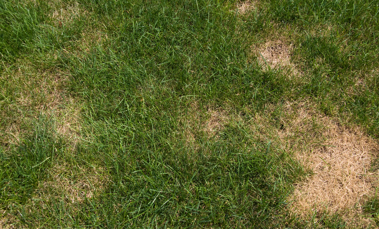 Read more about the article TOP 5 REASONS FOR CRINGE-WORTHY GRASS